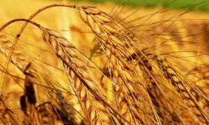 field-ears-agriculture-crop-grain