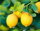 tree-lemons-closeup