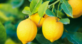 tree-lemons-closeup