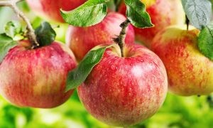 Apple-Harvest-1024×700-1-1024×700