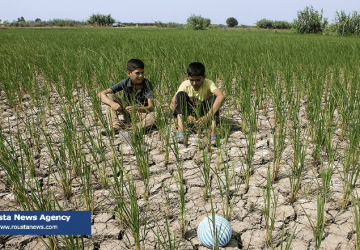 خشکسالی در مزارعه های برنج مازندارن