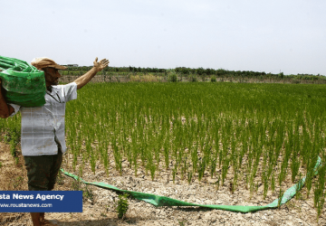 خشکسالی در مزارعه های برنج مازندارن