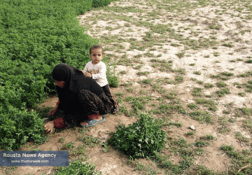 فعالیت کشاورزی زنان در ایران