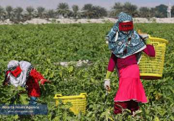کشاورزی زنان درشهر هرمزگان