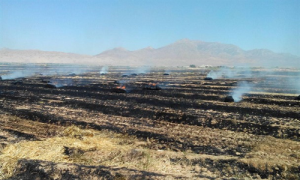آتش زدن مزارع