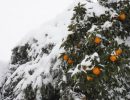 عکس‌هایی از برف بی سابقه در گیلان و مازندران
