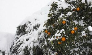 عکس‌هایی از برف بی سابقه در گیلان و مازندران