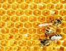 honey-bee-food-colony-collapse