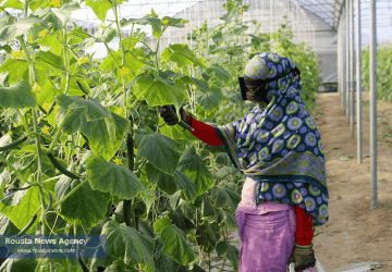 کشاورزی زنان درشهر هرمزگان