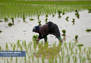 کشت برنج در مازندران با وجود کم‌آبی