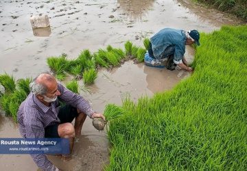 کشت برنج در مازندران با وجود کم‌آبی