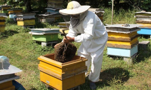 صنعت زنبورداری
