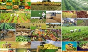 محصولات کشاورزی